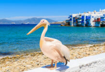 Top 10 Interesting Facts About Mykonos