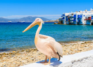 Top 10 Interesting Facts About Mykonos