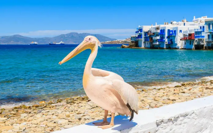 Top 10 Interesting Facts About Mykonos