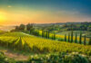 Top 10 Best Wine Regions in Italy