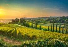 Top 10 Best Wine Regions in Italy