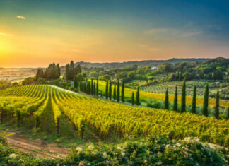 Top 10 Best Wine Regions in Italy