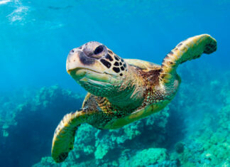 Greek Islands with the Best Marine Life