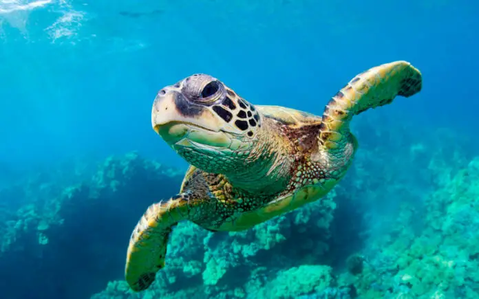 Greek Islands with the Best Marine Life