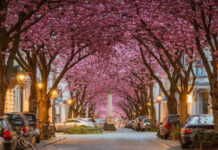 9 Most Beautiful Flowered Streets in the World