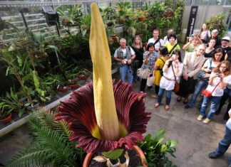 8 of the World’s Weirdest Flowers