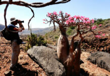 10 Unique Things to Do in Socotra
