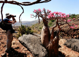 10 Unique Things to Do in Socotra