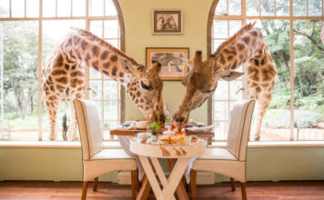 5 Most Beautiful Stays for Animal Lovers