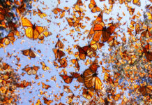 10 Most Beautiful Natural Phenomena in the World