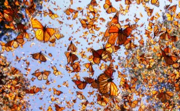 10 Most Beautiful Natural Phenomena in the World