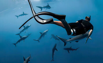 10 Best Places to Swim with Sharks