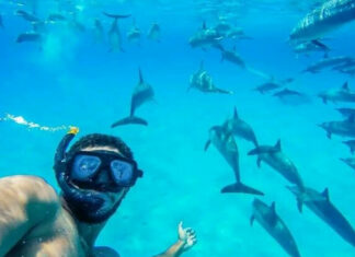 Best Places to Swim and Dive with Dolphins