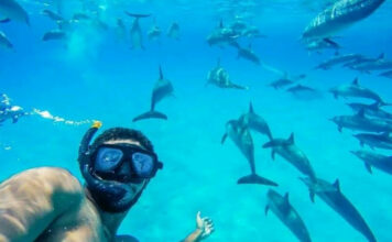 Best Places to Swim and Dive with Dolphins