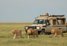 Top 10 Greatest Travel Experiences from Around the World