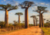 9 of the World’s Most Unusual Trees