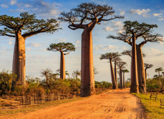9 of the World’s Most Unusual Trees