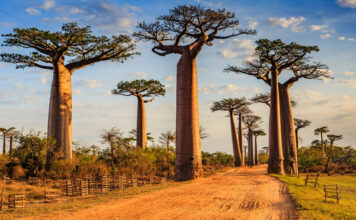 9 of the World’s Most Unusual Trees