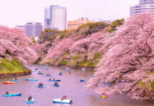 10 Places to View Cherry Blossoms Around the World