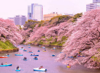 10 Places to View Cherry Blossoms Around the World