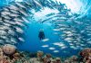 The Most Beautiful Coral Reefs in the World