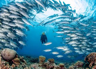 The Most Beautiful Coral Reefs in the World
