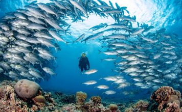 The Most Beautiful Coral Reefs in the World