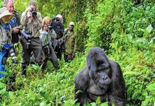 10 Incredible National Parks in Africa