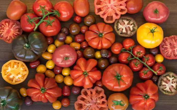 Top 7 Italian Tomato Varieties and Their Best Uses