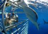 10 Places in the World Infested with Sharks