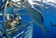 10 Places in the World Infested with Sharks