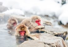 These 10 Winter Wonderland Destinations Will Not Disappoint