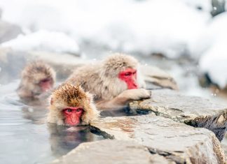 These 10 Winter Wonderland Destinations Will Not Disappoint